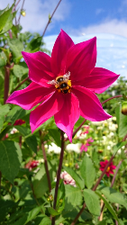 Pink-Dahlia-Imperialis-Flower; Credit Julia
