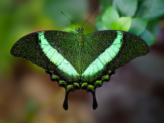 Green Butterfly; Credit William Warby