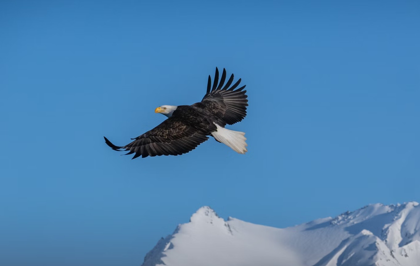 Eagle soaring above mountain ridge